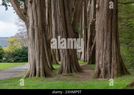 Vecchi cipressi con corteccia ruvida a Plas Newydd, Anglesey, Galles del Nord. Foto Stock