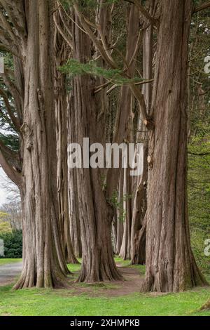 Vecchi cipressi con corteccia ruvida a Plas Newydd, Anglesey, Galles del Nord. Foto Stock