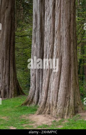 Vecchi cipressi con corteccia ruvida. Foto Stock