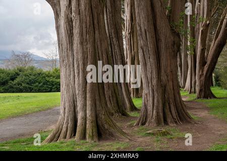 Vecchi cipressi con corteccia ruvida a Plas Newydd, Anglesey, Galles del Nord. Foto Stock