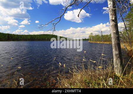 Vista sul lago e sulla foresta con cielo azzurro e nuvole sparse che si riflettono in acque calme nella riserva naturale svedese. Foto Stock