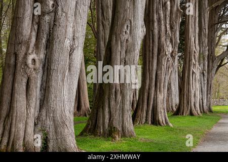 Vecchi cipressi con corteccia ruvida a Plas Newydd, Anglesey, Galles del Nord. Foto Stock