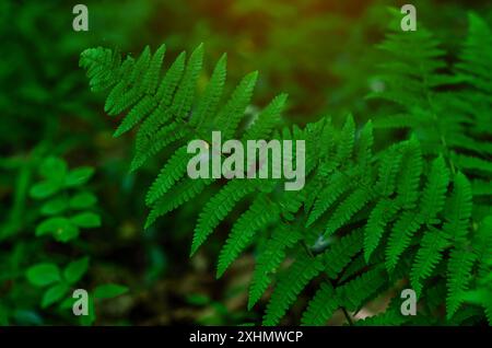 Primo piano dettagliato delle foglie di felce. Foglie di felce verde brillante su sfondo sfocato. Paesaggio naturale. Foto Stock