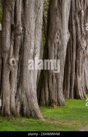 Viale di vecchi cipressi con corteccia ruvida. Foto Stock