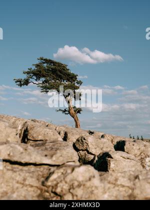 Albero di biancospino soffiato dal vento contorto e pavimentazione in pietra calcarea sul Twistleton Scar Whernside Yorkshire Dales National Park, North Yorkshire Inghilterra, albero solitario Foto Stock