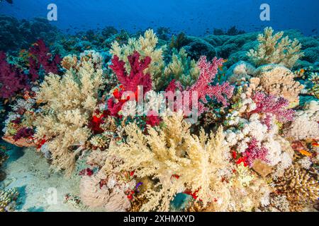 Egitto, Sharm El Sheikh, Alcyonacea - corallo molle - Alcyonarian (Dendronephthya, sp.) Foto Stock