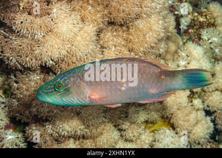 Egitto, Sharm El Sheikh, Klunzinger's Wrasse (Thalassoma rueppellii), Rüppell's Wrasse Foto Stock