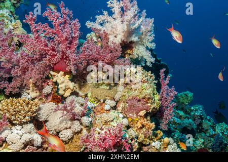 Egitto, Sharm El Sheikh, Alcyonacea - corallo molle - Alcyonarian (Dendronephthya, sp.) Foto Stock