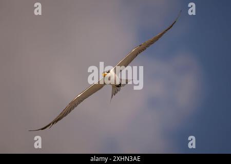 Maggiore terna crestata in volo con le ali aperte Foto Stock