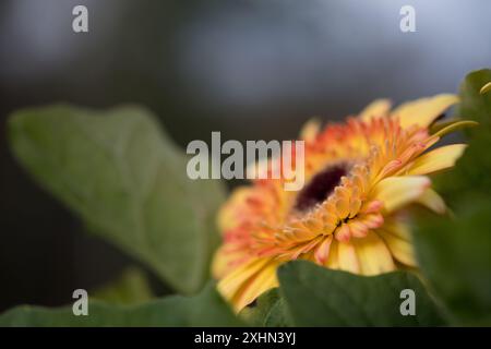 Gerbera Daisy Foto Stock