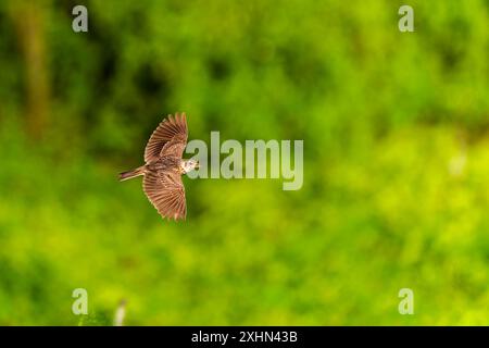 Scalpore eurasiatico in volo sull'isola di Qimei Foto Stock