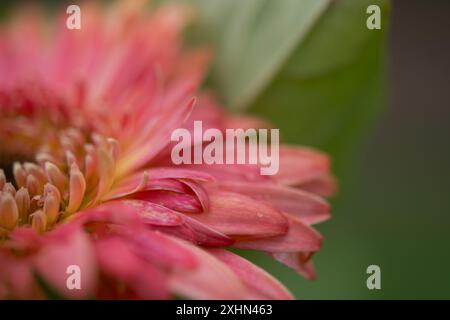 Gerbera Daisy Foto Stock