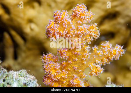 Egitto, Sharm El Sheikh, Alcyonacea - corallo molle - Alcyonarian (Dendronephthya, sp.) Foto Stock