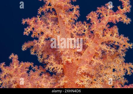 Egitto, Sharm El Sheikh, Alcyonacea - corallo molle - Alcyonarian (Dendronephthya, sp.) Foto Stock