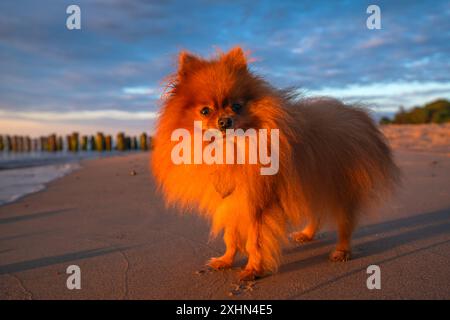 Lo splendido Spitz in miniatura della Pomerania poggia sulla spiaggia di mare durante il tramonto Foto Stock