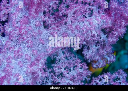 Egitto, Sharm El Sheikh, Alcyonacea - corallo molle - Alcyonarian (Dendronephthya, sp.) Foto Stock