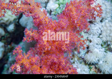 Egitto, Sharm El Sheikh, Alcyonacea - corallo molle - Alcyonarian (Dendronephthya, sp.) Foto Stock