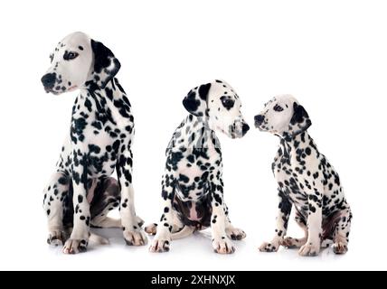 cuccioli dalmati di fronte a sfondo bianco Foto Stock