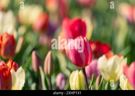 Mix di tulipani rosa, bianchi e rossi che crescono al sole primaverile Foto Stock