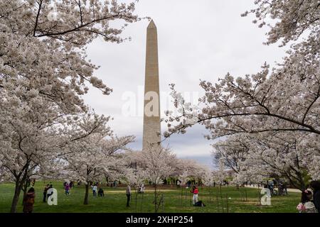 Washington, DC - 23 marzo 2024: I turisti al bacino delle maree durante la stagione della fioritura dei ciliegi Foto Stock