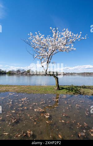 Uno degli alberi doveva essere rimosso nel bacino delle maree a Washington DC per riparare il diga per prevenire le inondazioni Foto Stock