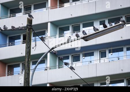 Piccioni seduti su un vecchio lampione nel quartiere di Bickendorf, balconi del grattacielo Coloria (ex Westcentre) in Venloer Street, C Foto Stock