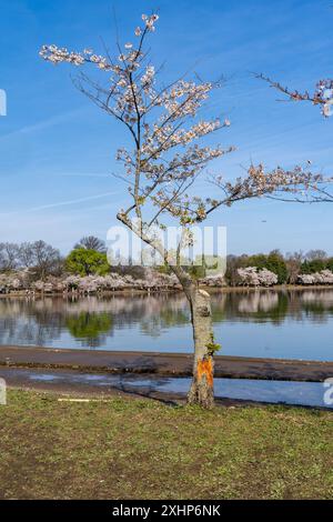 Uno degli alberi di ciliegio in fiore, dopo il picco della fioritura, nella sua ultima stagione primaverile, prima di essere abbattuto. Prevenzione delle inondazioni nei bacini mareali di Washington DC Foto Stock