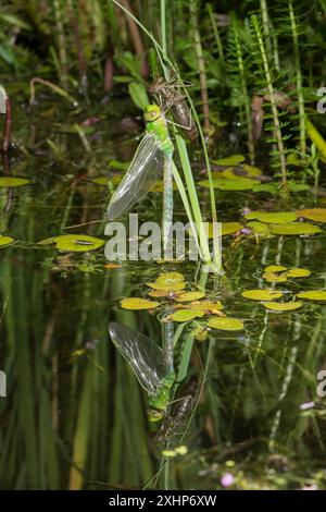 Dragonfly imperatore, Anax imperator, emergente dal caso larvale di notte appeso alla pianta dello stagno, metamorfosi, maggio, Regno Unito Foto Stock