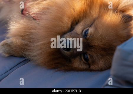 Un cane della pomerania sta sdraiato su un divano con la testa in basso. Il cane è marrone e soffice Foto Stock