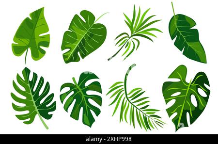 presenta otto diversi tipi di foglie verdi, ognuno con forme e motivi venosi distinti. il fogliame variegato presenta vari disegni botanici Illustrazione Vettoriale