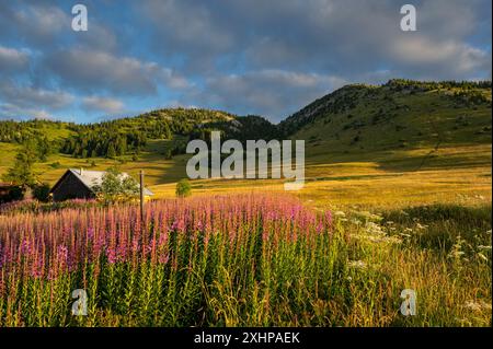 Francia, alta Savoia, massiccio di Aravis, Mont Saxonnex, Bargy, Escursione all'altopiano di Solaison fino al punto di Andey, al massiccio dei fiori di willowerb e allo chalet all'inizio di t Foto Stock