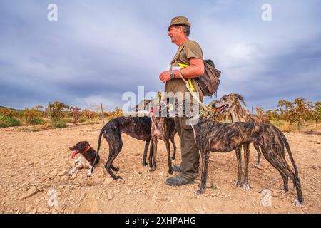 Spagna, Estremadura, dintorni di Villafranca de los Barros sulla Via de la Plata, itinerario di pellegrinaggio spagnolo a Santiago de Compostela, caccia alla lepre Foto Stock