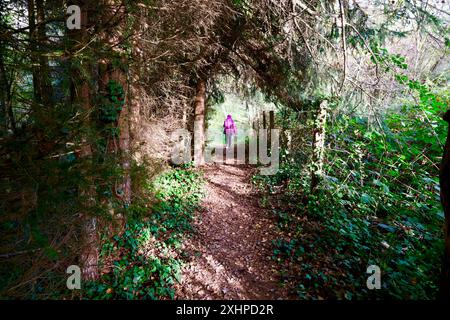 Francia, Cote d'Or, Parco Naturale Regionale Morvan, Saint Martin de la Mer, lago Chamboux in autunno Foto Stock