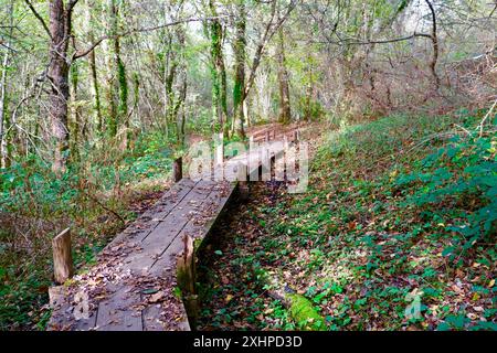 Francia, Cote d'Or, Parco Naturale Regionale Morvan, Saint Martin de la Mer, lago Chamboux in autunno Foto Stock