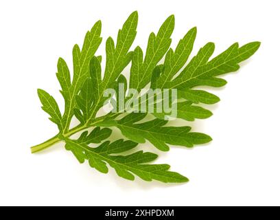 Comune ragweed isolato su sfondo bianco Foto Stock