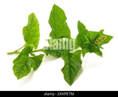 Buon re Henry isolato sul bianco Foto Stock