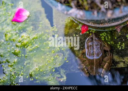 Francia, Essonne, Yerres, PROPRIETE Caillebotte, orto Caillebotte, Foto Stock