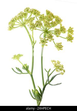 Rock samphire isolati su sfondo bianco Foto Stock