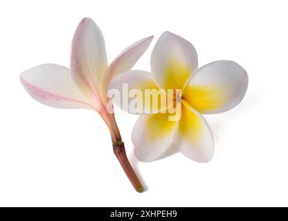 Plumeria fiori isolati su sfondo bianco Foto Stock