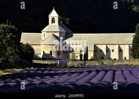 Francia, Vaucluse, Parc Naturel Regional du Luberon (Parco Naturale Regionale del Luberon), comune di Gordes, campo di lavanda di fronte alla Ciste Foto Stock