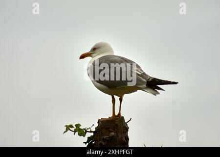 Un maestoso gabbiano è arroccato graziosamente su un'aspra roccia nelle splendide Isole Cies, situate al largo della costa della Galizia, Spagna. Foto Stock