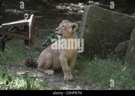 Un cucciolo di leone asiatico Foto Stock