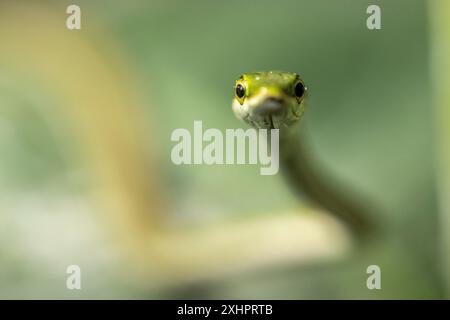 Costa Rica, provincia di Alajuela, serpente pappagallo Foto Stock