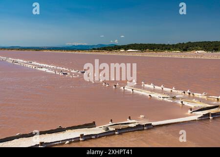 Francia, Aude, Parco naturale regionale Narbonnaise nel Mediterraneo, Gruissan, isola di Saint-Martin, salin de Gruissan Foto Stock