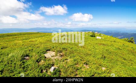 prati alpini dei carpazi. tempo soleggiato. paesaggio montuoso dell'ucraina in estate. splendida vista dal monte smooth, noto anche come runa. Foto Stock