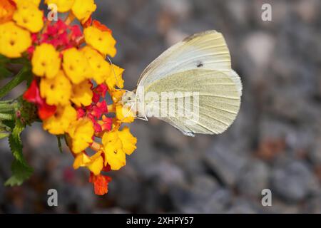 Farfalla piccola bianca (Pieris rapae) su Lantana comune rosso giallo Foto Stock