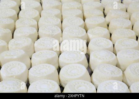 Malta, Haz-Zebbug, azienda agricola tal Karmnu, produzione di gbejna (formaggio di pecora locale) Foto Stock