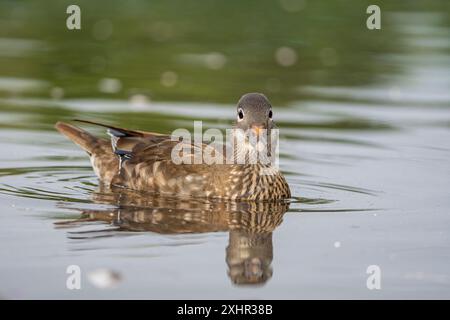 Vista laterale di un'anatra mandarina selvaggia che nuota in acqua. Foto Stock