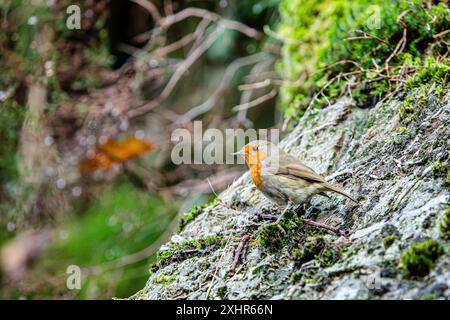 Primo piano di Robin Redbreast / primo piano su uno sfondo boscoso con un bug nel becco Foto Stock