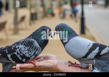 Primo piano di due piccioni che si guardano l'un l'altro negli occhi, che si stanno prendendo una mano umana femminile. Foto Stock